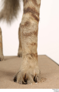 Striped Hyena Hyaena hyaena leg 0024.jpg